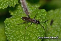 Virgichneumon albilineatus