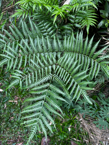 Pteris deflexa, 2025-10-23