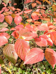 Cornus florida urbiniana