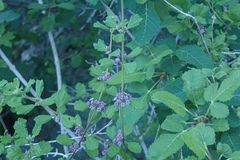 Lippia palmeri