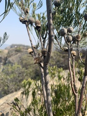 Isopogon dawsonii