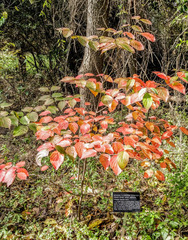 Cornus florida urbiniana