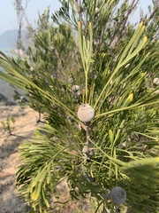 Isopogon dawsonii