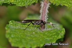 Virgichneumon albilineatus