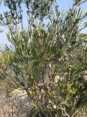 Isopogon dawsonii