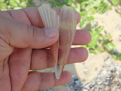 Pinna carnea