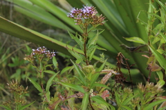 Chromolaena perglabra