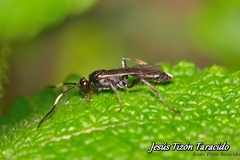 Virgichneumon albilineatus