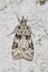 Eudonia delunella