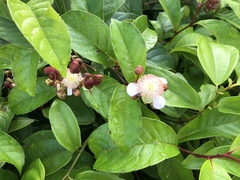 Tetracera indica