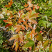 Acer grandidentatum sinuosum - Photo (c) amaryllidaceous, algunos derechos reservados (CC BY-NC)
