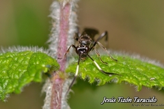 Virgichneumon albilineatus