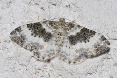 Epirrhoe rivata