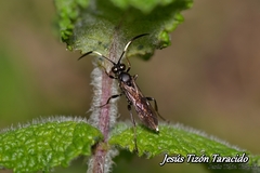 Virgichneumon albilineatus
