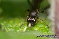 Virgichneumon albilineatus