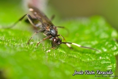 Virgichneumon albilineatus