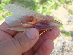 Pinna carnea