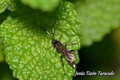 Virgichneumon albilineatus