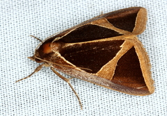 Agamana conjungens