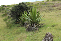 Furcraea cabuya