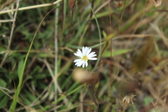 Noticastrum marginatum