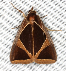 Agamana conjungens