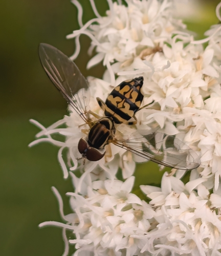 Unknown species found near Cambridge Highlands, Cambridge, MA, USA