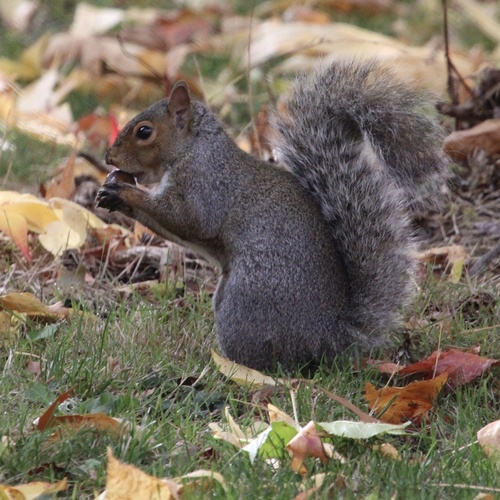 Eastern Gray Squirrel