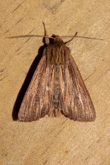 Ichneutica steropastis