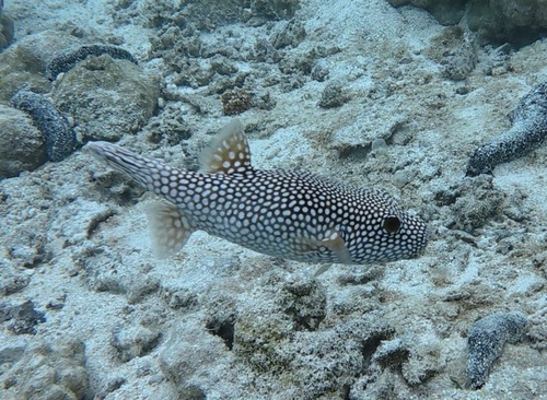 Arothron meleagris