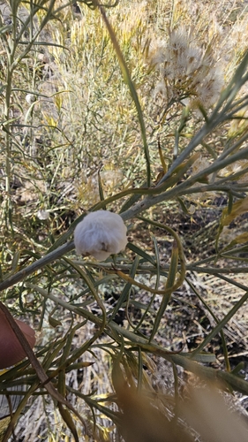 Unknown species found near Mesa County, US-CO, US