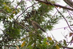 Turdus rufopalliatus graysoni
