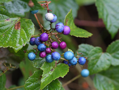 Ampelopsis glandulosa heterophylla