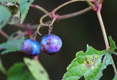 Ampelopsis glandulosa heterophylla