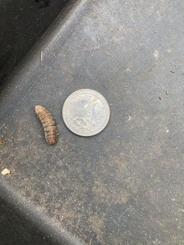 Unknown species found near Mynderse St, Saugerties, NY, US
