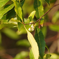 Elaeocarpus reticulatus