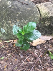 Berberis × stenophylla