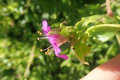 Mirabilis laevis laevis