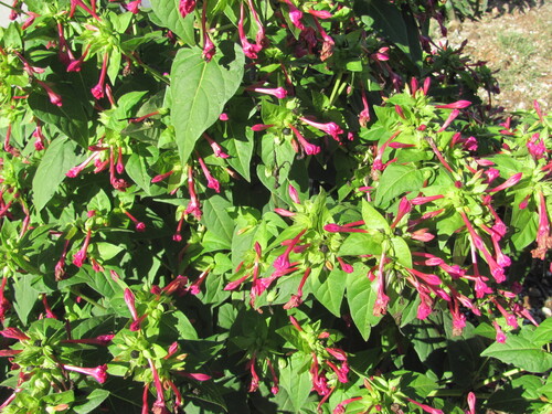 Mirabilis jalapa