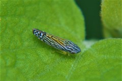 Graphocephala pulchra