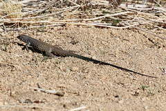 Aspidoscelis tigris tigris