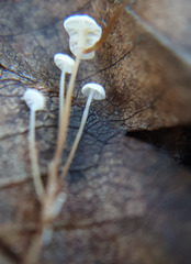 Mycena capillaris