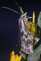 Catoptria oregonicus