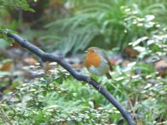 Erithacus rubecula