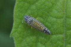 Graphocephala pulchra
