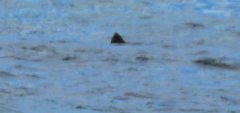 Lamniformes