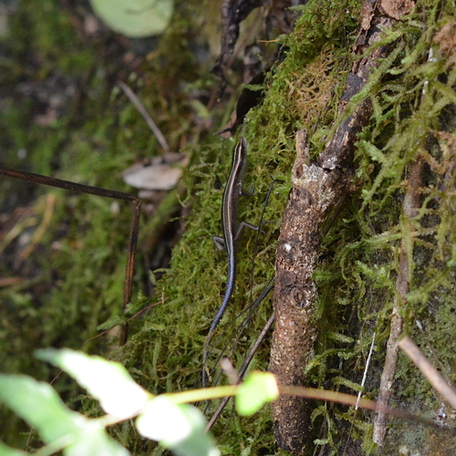 Emoia caeruleocauda observed 2025-06-11
