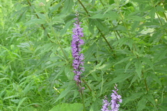 Dactylorhiza saccifera