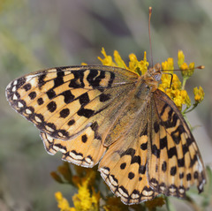 Speyeria coronis