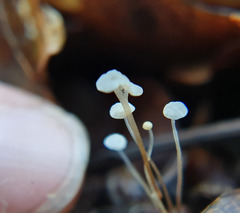 Mycena capillaris